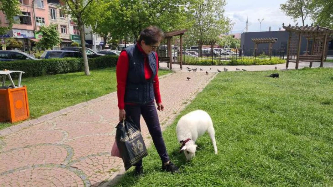 'Boncuk' ismini verdiği kuzu, çocuğu gibi peşinden ayrılmıyor