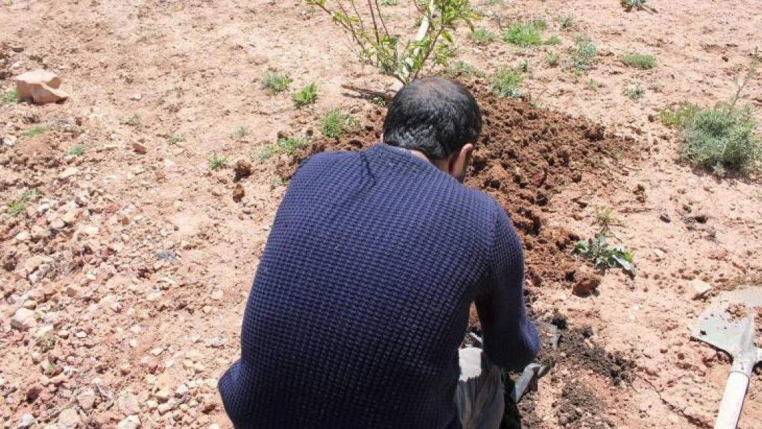 'Hırsızlık' davasında 30 fidan dikme şartıyla uzlaştılar