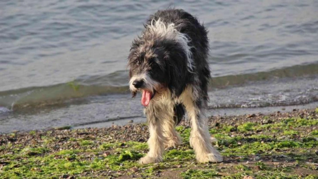 'Yürüyemeyecek' denilen köpeği kredi çekerek ayağa kaldırdı