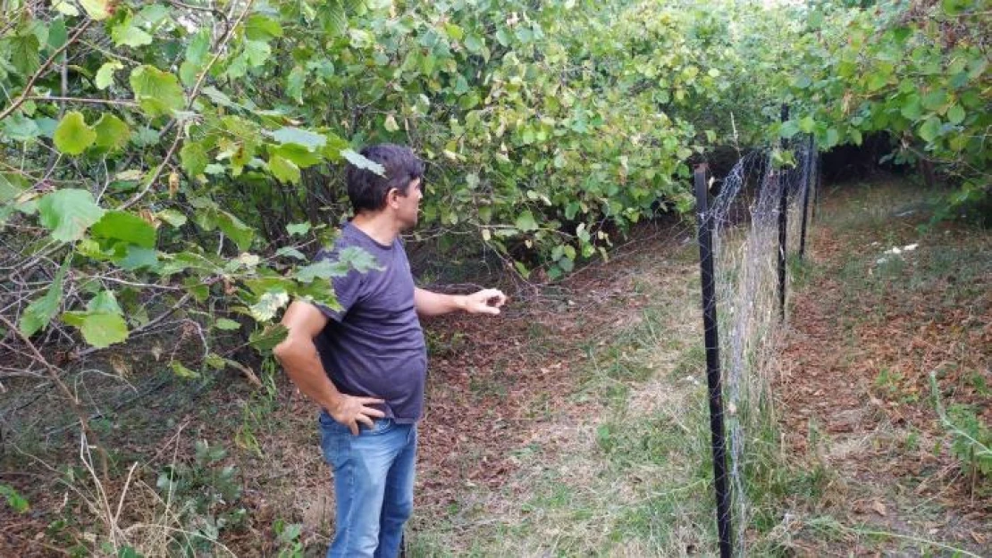 1 buçuk yıl önce aldı, hasat zamanı geldiğinde gördüklerine inanamadı