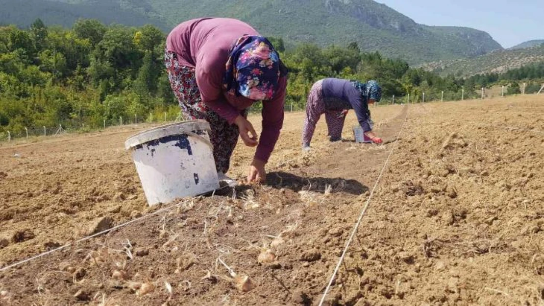 100 bin TL'den satılması beklenen safranın soğanları toprakla buluştu