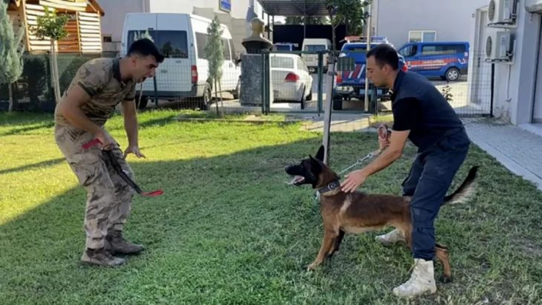 13 aylık bir sokak köpeği jandarmanın hassas burunlarından olacak