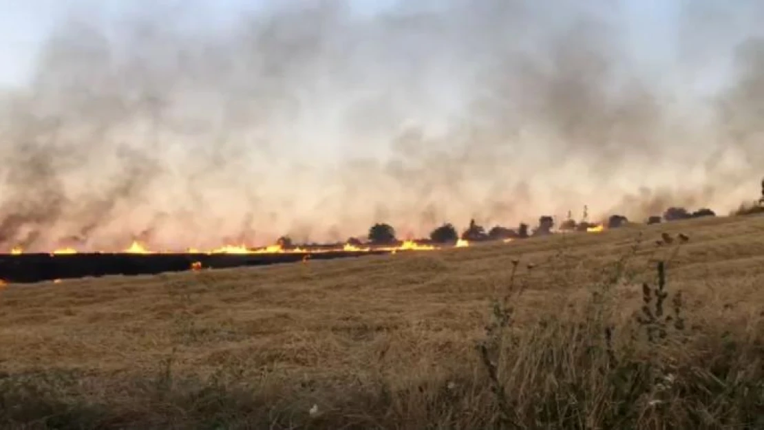 130 dönüm ekili bezelye ile 40 dönüm buğday alev alev yandı