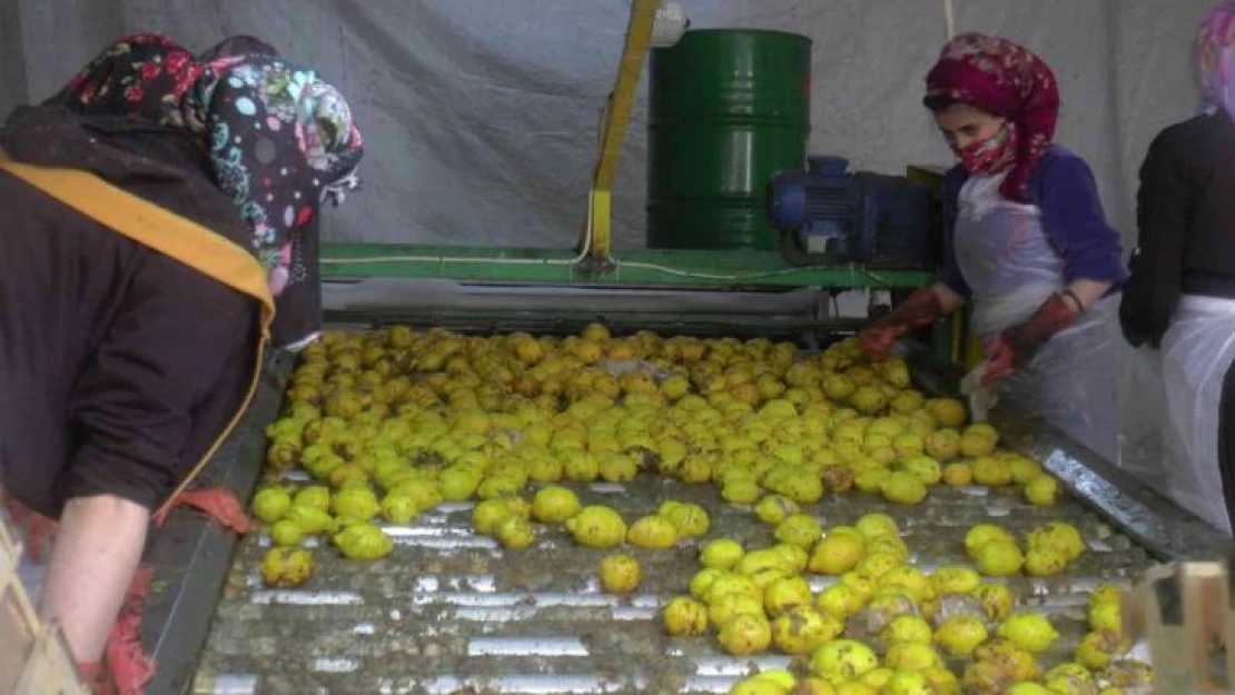 150 bin ton limon sevkiyatı devam ediyor