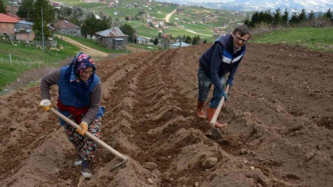 2 bin rakımlı yaylada patatesler toprakla buluştu