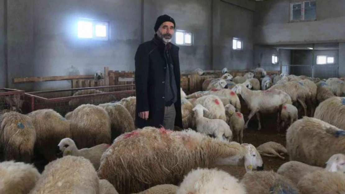 220 koyunu telef oldu, yem firması hakkında suç duyurusunda bulundu