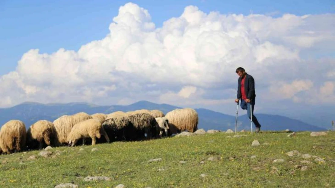 26 yıldır tek bacağıyla hayvanlarını otlatıyor