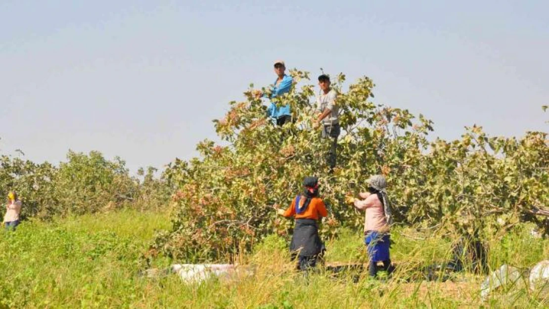 3 bin işçi ile fıstık hasadı