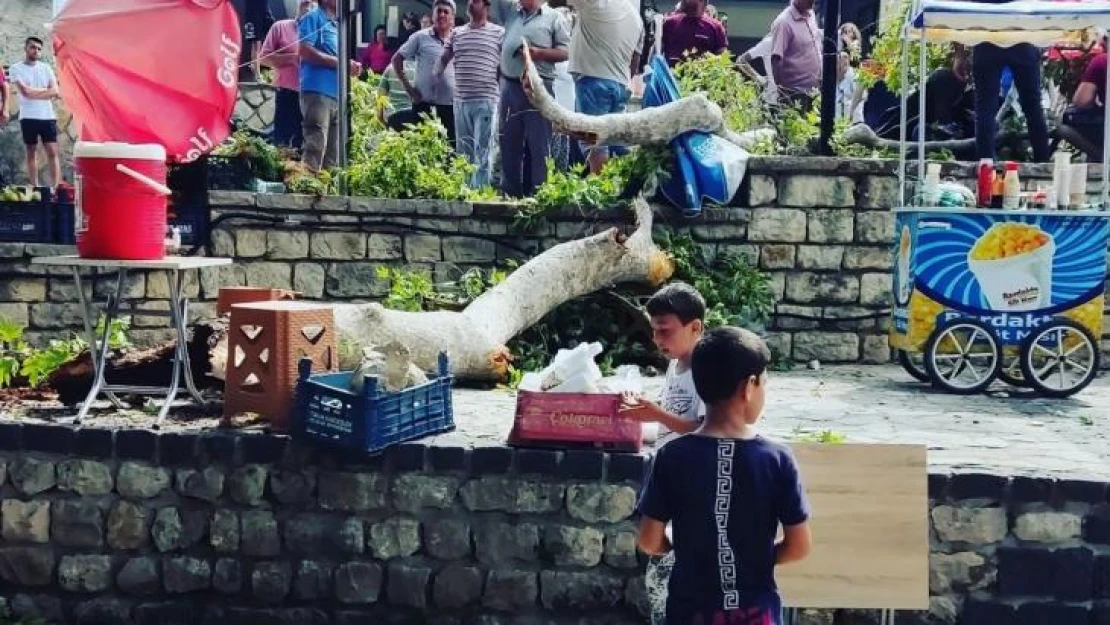 3 bin yıllık Musa ağacından kopan dal ziyaretçinin üzerine düştü