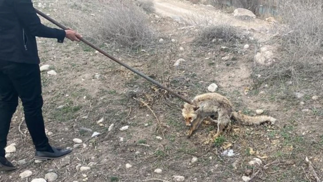 3 metrelik kuyuya düşen tilki kurtarıldı