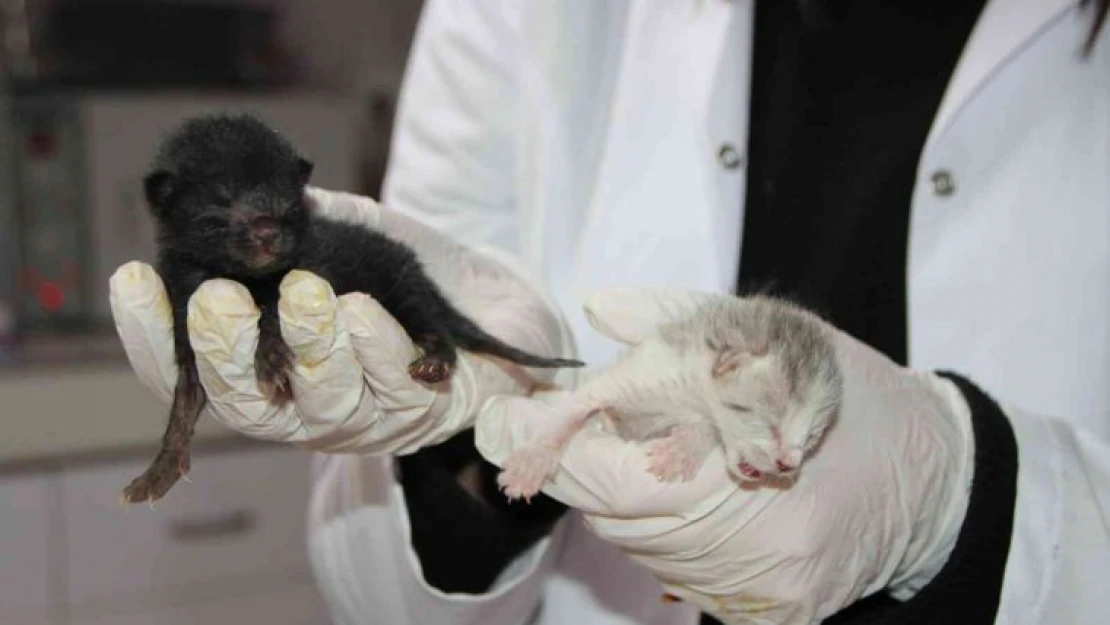 4 kedi birbirine kordon bağıyla yapışık doğdu