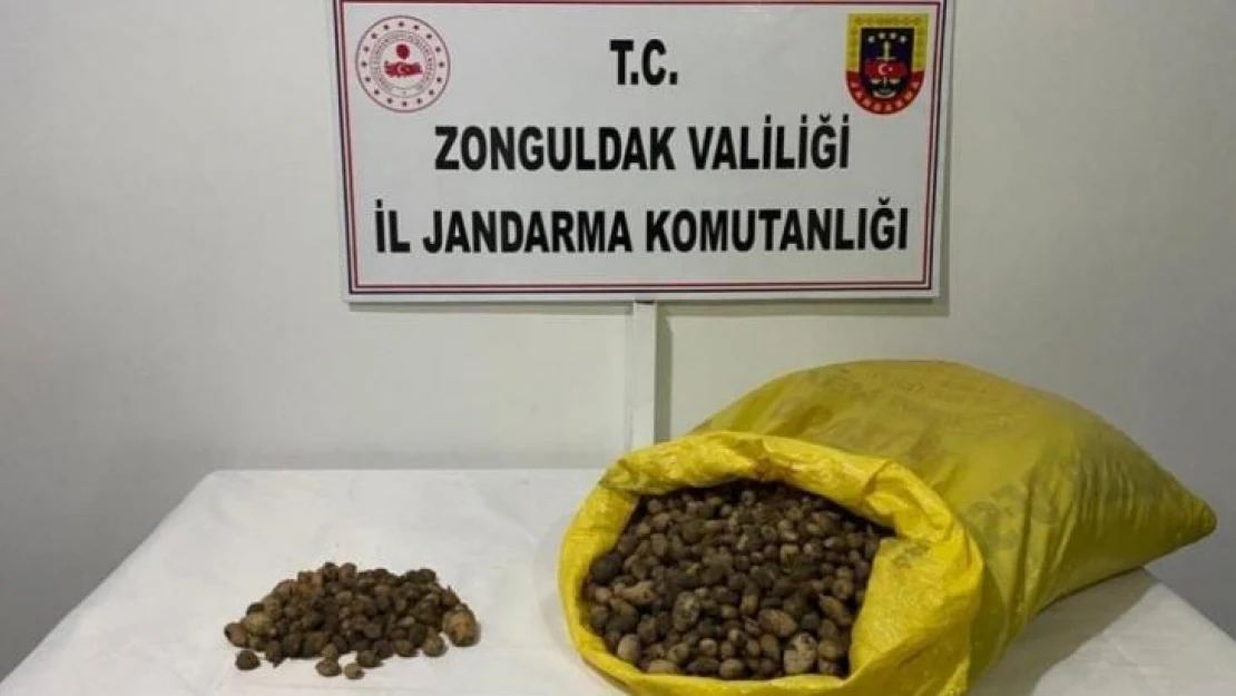 40 kilo salep soğanı için 218 bin TL ceza yediler