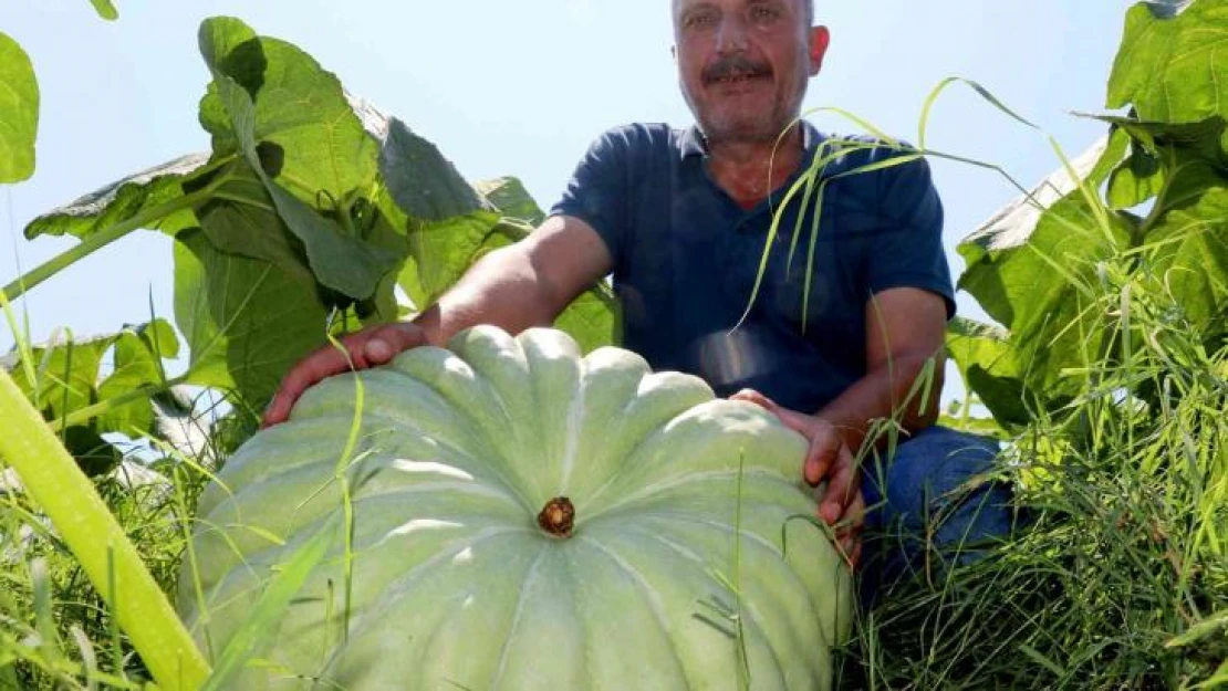 40 ton kabaktan 250 bin TL gelir bekliyor