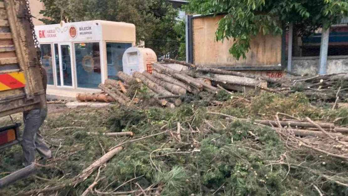 40 yıllık çam ağaçlarının kesilmesine mahalleliler tepkili