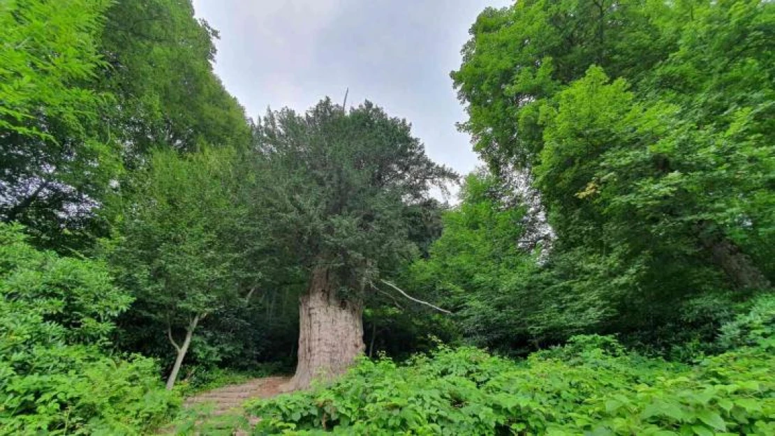 4118 yaşındaki Porsuk ağacı ihtişamıyla göz dolduruyor