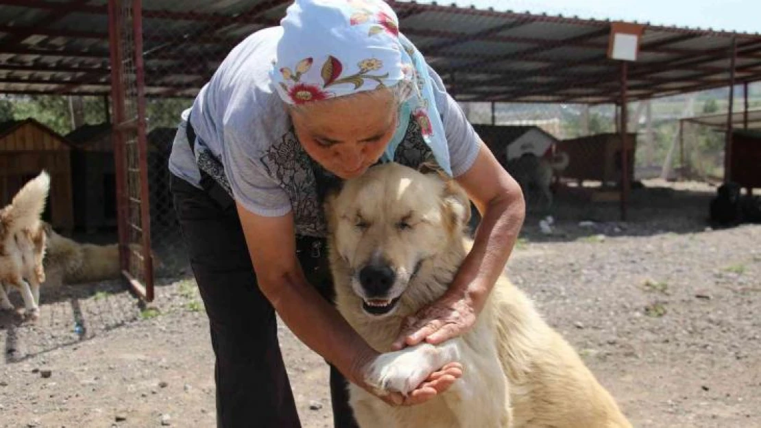 500'ü aşkın köpeğe barınakta bakan 'İnci anne' hayırseverlerden yardım istiyor