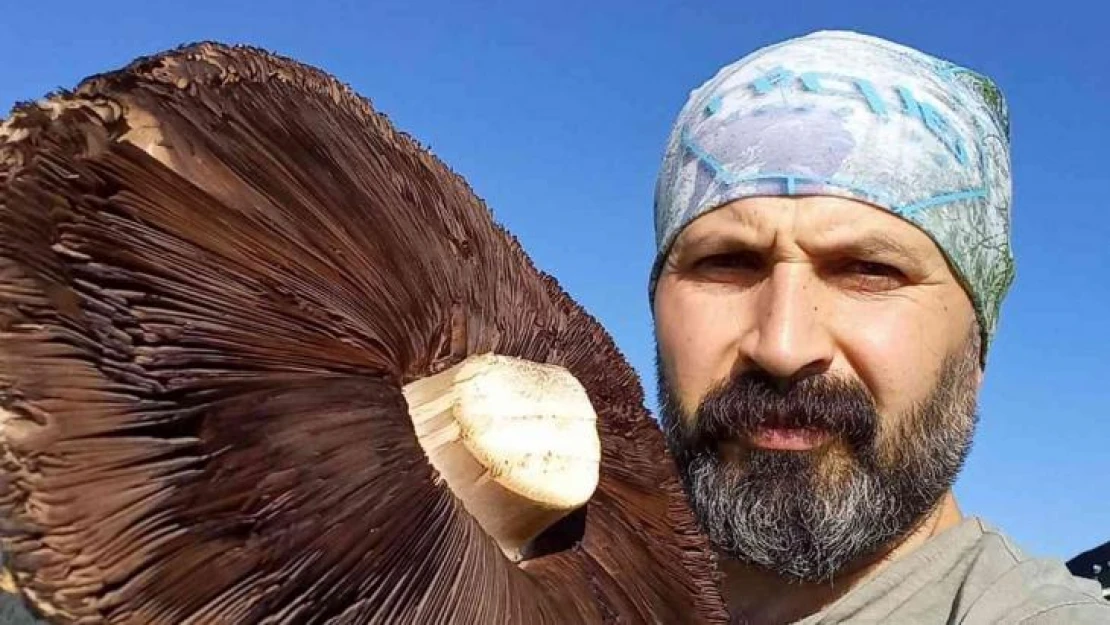 6 kiloluk devasa mantarlar görenleri şaşırttı