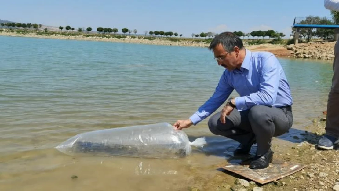 7 bin adet yavru sazan suyla buluştu