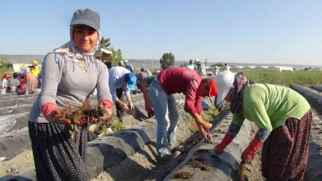 70 milyon çilek fidesi toprakla buluşuyor