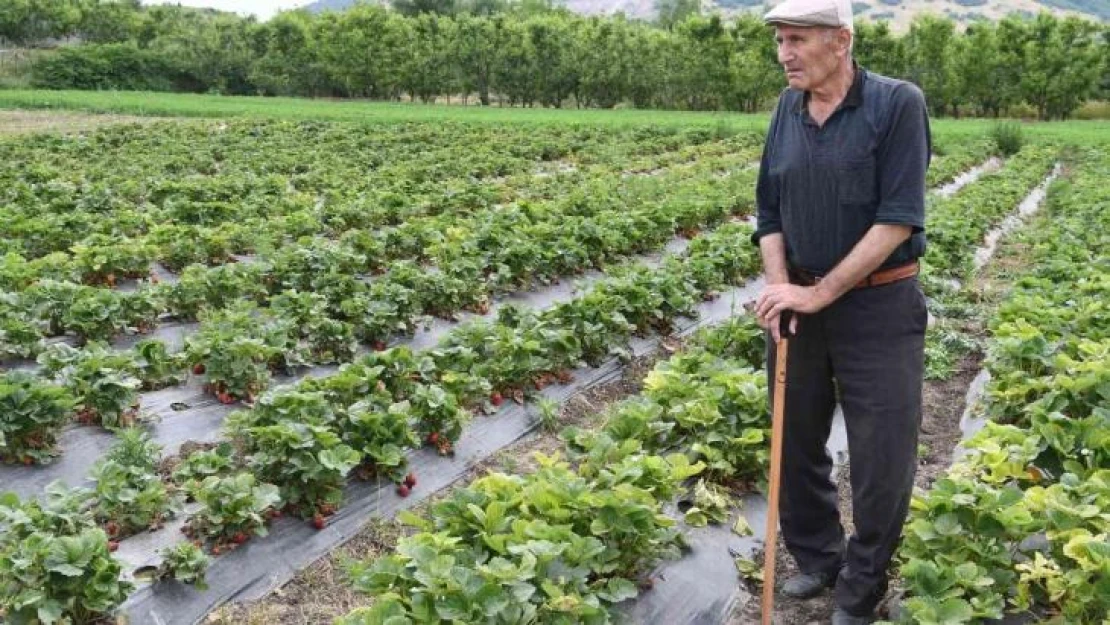 72 yaşındaki çilek üreticisinden gençlere çağrı