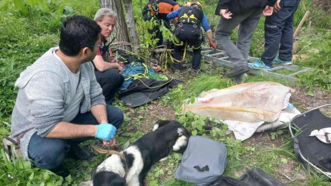 8 metre derinlikteki su kuyusuna düşen köpekler kurtarıldı