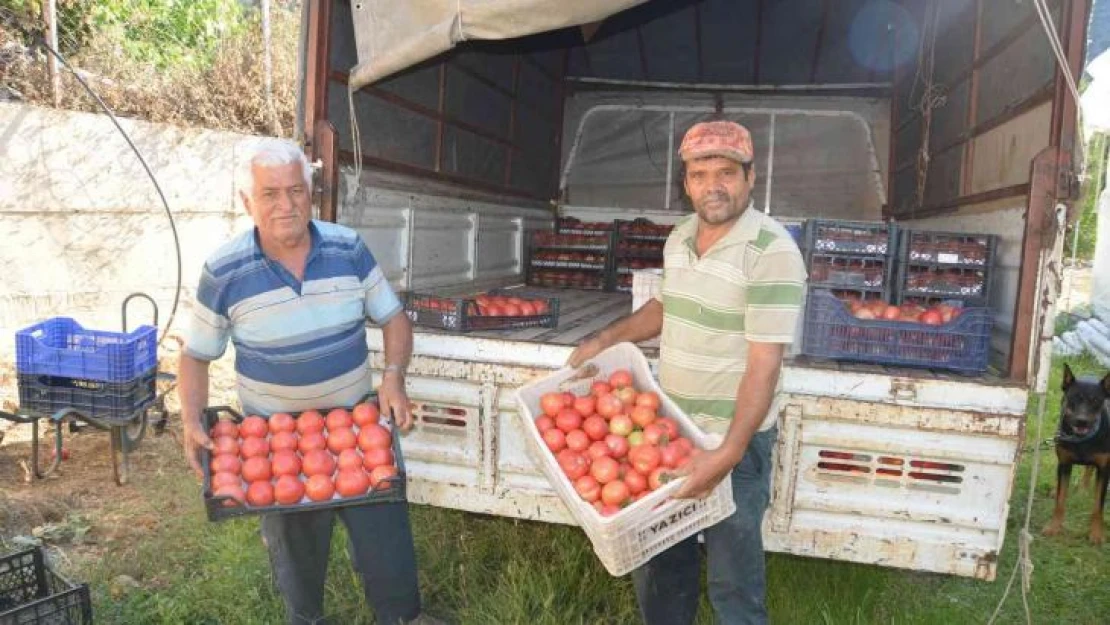 800 rakıma deneme amaçlı sera kurdu, tonlarca domates ve biber yetiştiriyor