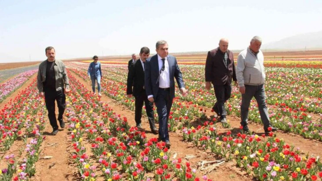 Açan laleler tarlayı renk cümbüşüne çevirdi