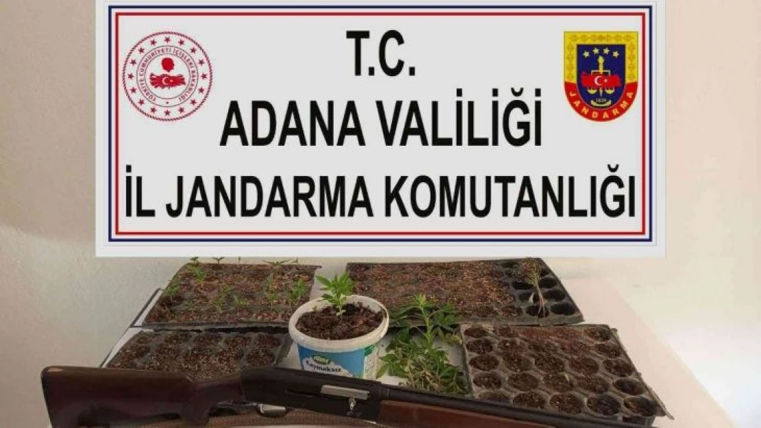 Adana'da kenevir eken 3 kişi yakalandı