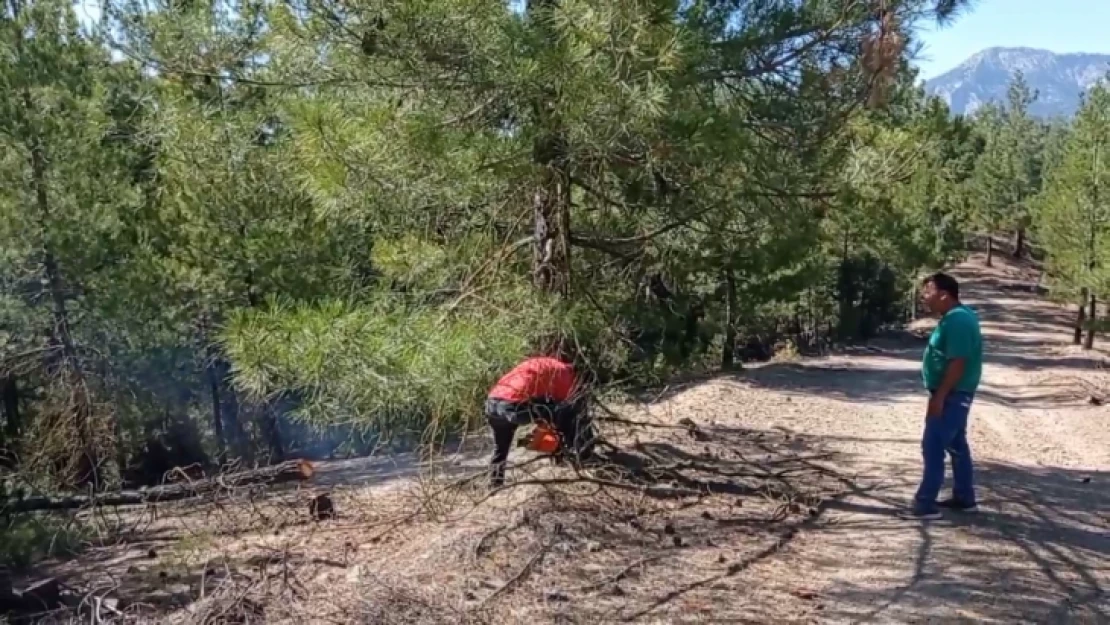 Adana'daki orman yangını