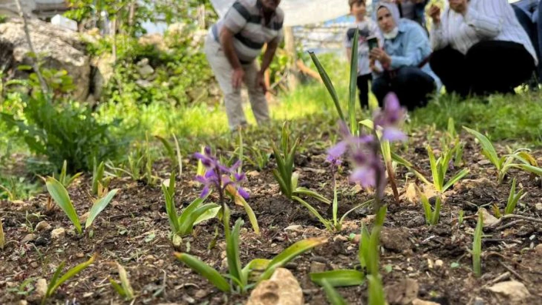 Adana, salebin üretim merkezi olacak