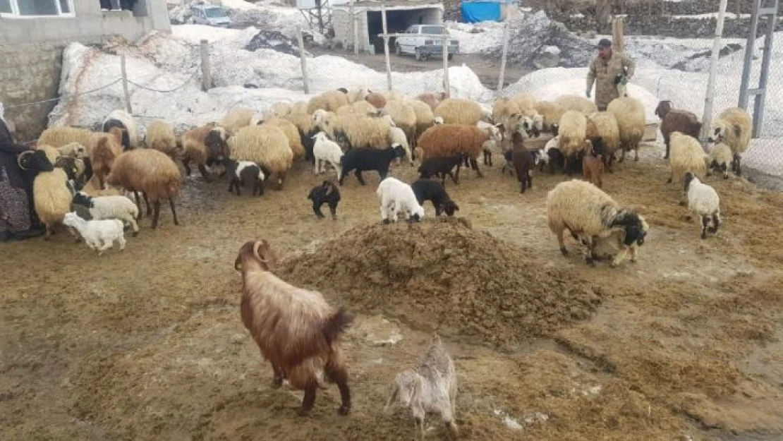 Adilcevaz'da bir yanda kış bir yanda bahar