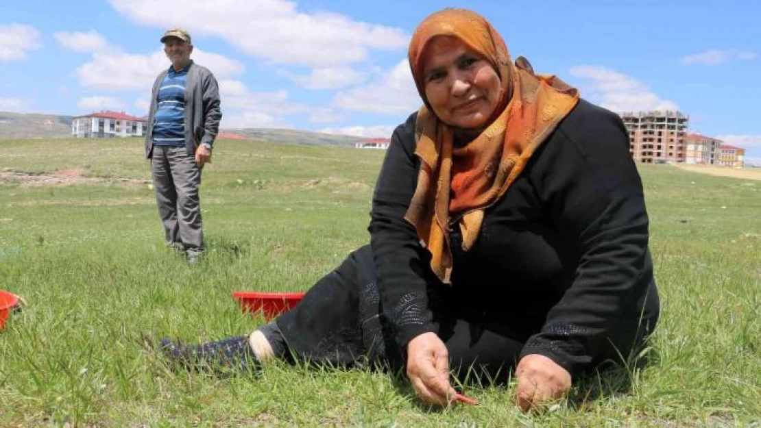 Adına bir çok türkü yazılan yabani ot, onlarca yemeğe de lezzet katıyor