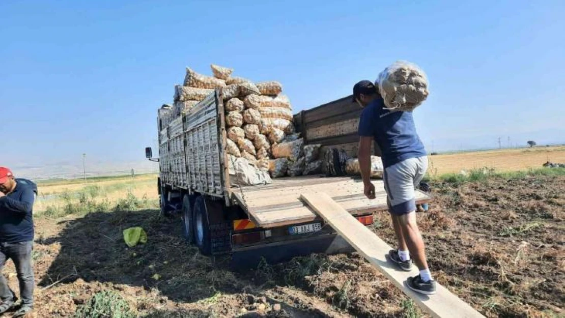 Afyonkarahisar'da 2 belde ve 16 köyün geçimini sağladığı patateste rekolte yüzleri güldürdü