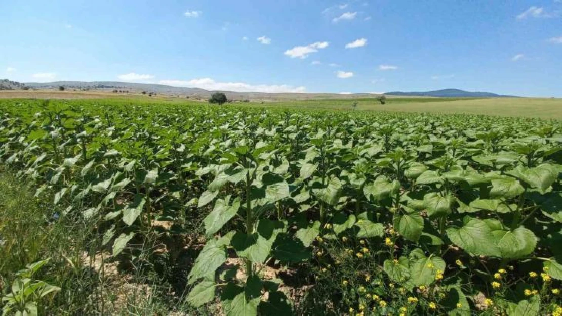 Afyonkarahisar'da ayçiçeklerde yüksek verim bekleniyor