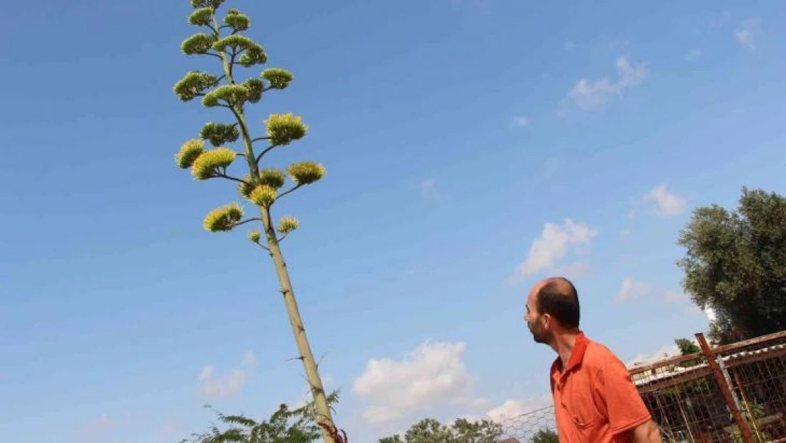 Agave bitkisi 30 yıl sonra çiçek açtı