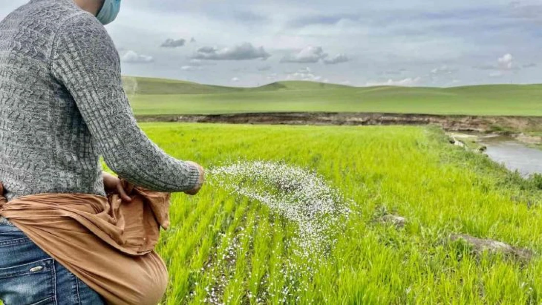 Ağrı'da yağışlar etkili oldu, çiftçi eski usul elle gübrelemeye döndü