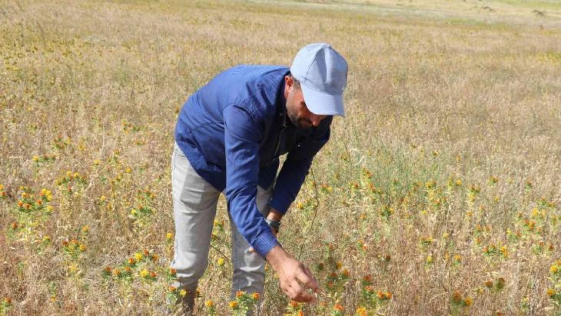 Ağrı Dağı eteklerinde ilk defa aspir bitkisi yetiştirildi