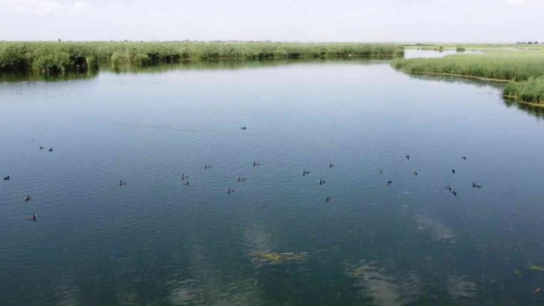 Ağrı Dağı Milli Parkı yosun tutmaya başladı