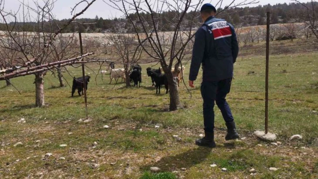 Ahırdan kaybolan keçi ve koyunlar jandarma tarafından bulundu