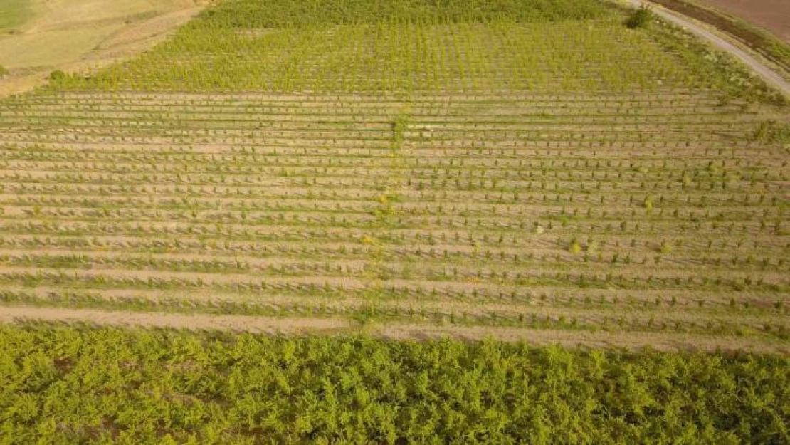 Ahlat'ta 29 çiftçi için yüzde 50 hibe destekli elma bahçesi kuruldu