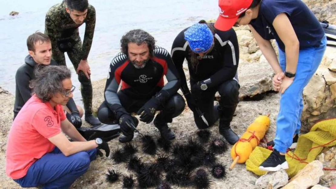 Akdeniz'de dikenli zehirli istilacı deniz kestanesi tehlikesi