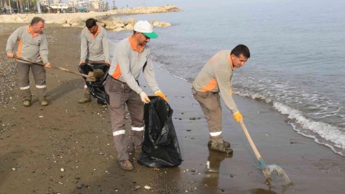 Akdeniz'de kıyılar ölü zehirli denizanalarından temizleniyor