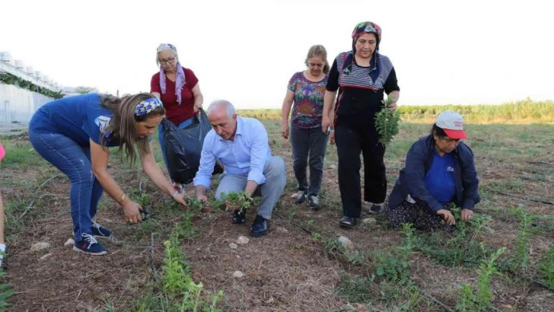 Akdeniz'de stevia ve moringa bitkilerinin ilk hasadı yapıldı