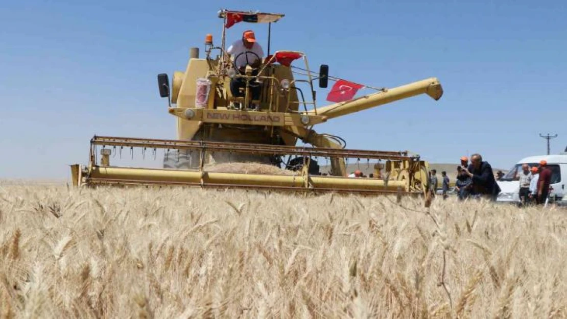 Aksaray'da halis ekmeklik buğdayın deneme ekiminin hasadı yapıldı