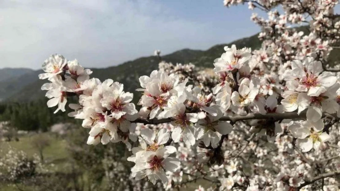 Akseki'de badem ağaçları çiçek açtı