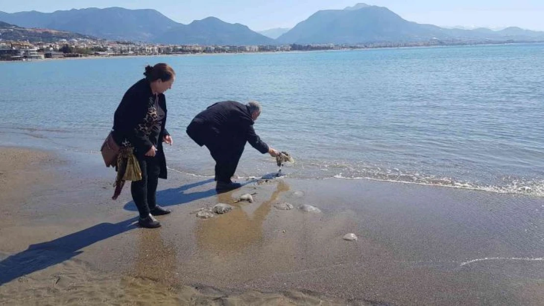 Alanya'da sahile vuran deniz analarını kurtarma mücadelesi