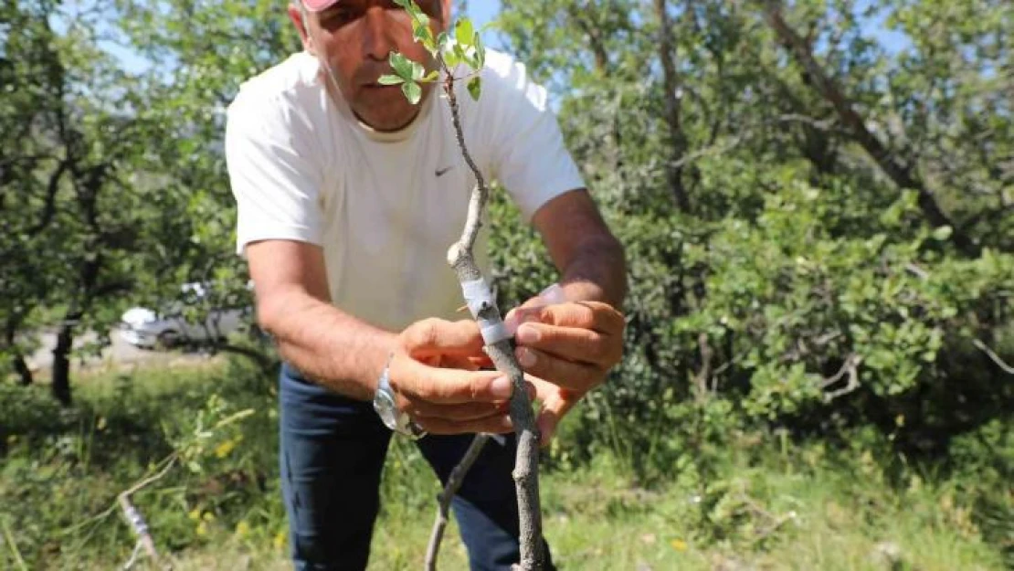 Ali Dağı'nda Antep fıstığı yetişecek