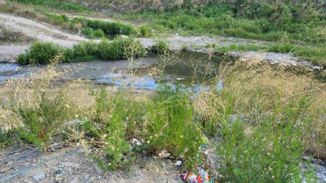 Alibeyköy deresinde balık ölümleri