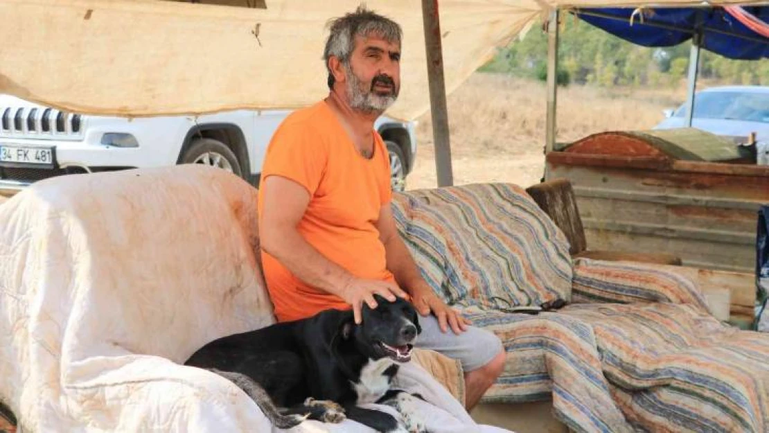 Almanya bir sokak köpeği kazandı