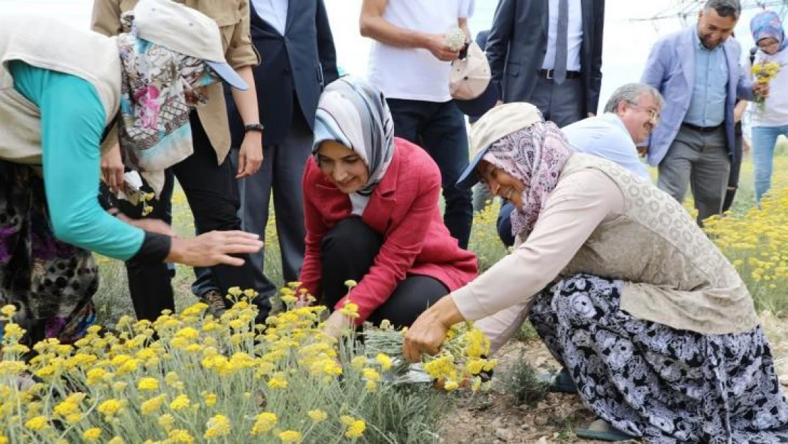 Altınotu bitkisinin hasadı yapıldı